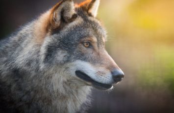2019-chiens-loups-naturalparc-st-laurent-des-autels-49-levignobledenantes
