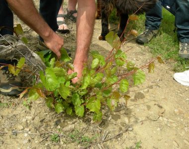 Les Caves étonNantes « Passion, partage, découverte… un vrai plaisir ! »