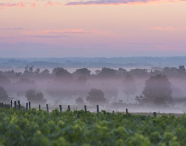 L’automne dans le Vignoble de Nantes peut vous surprendre !