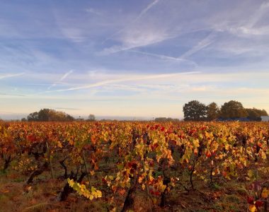 Vacances de la Toussaint : que faire dans le Vignoble Nantais ?