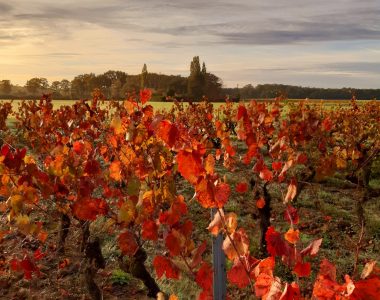 Halloween dans le Vignoble Nantais