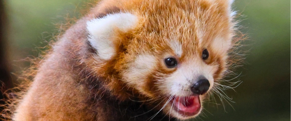 Vacances de la toussaint : Zoo de la boissière du Doré