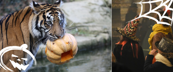 Vacances de la toussaint  : Halloween dans le Vignoble Nantais