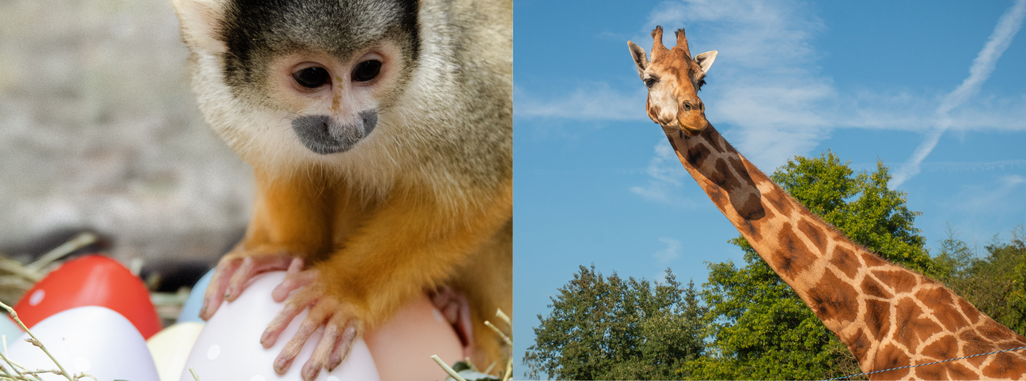 Bandeau page chasse aux œufs 2025 - Zoo La Boissière du Doré