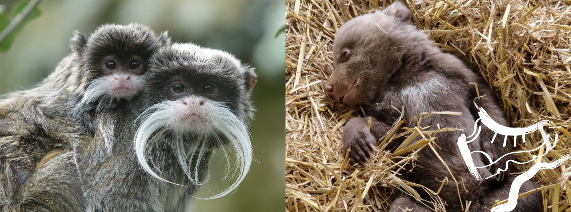 Le Zoo de la Boissière du Doré : une escapade sauvage pendant les vacances d’avril