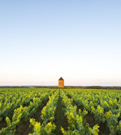 Vue des vignes devant le Moulin de la minière, aux Monnières