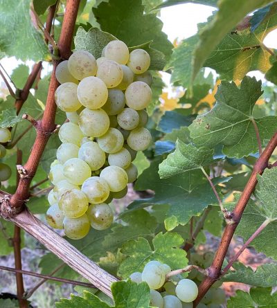 Quel cépage du Vignoble Nantais : Gros Plant - Folle Blanche du Domaine Forgeau