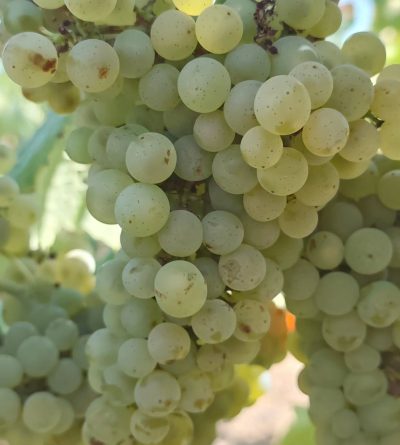 Quel cépage du Vignoble Nantais : melon de bourgogne du Domaine Bregeon