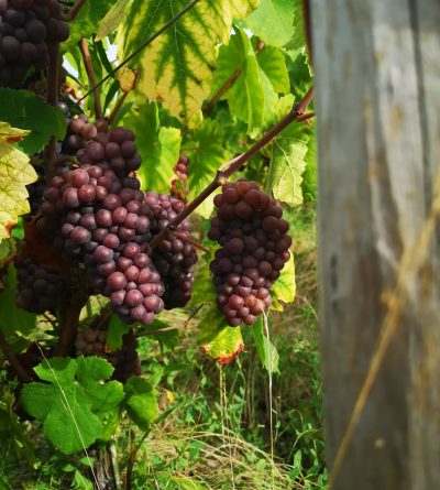 Quel cépage du Vignoble Nantais : Pinot Gris - Malvoisie du Vignoble Marchais