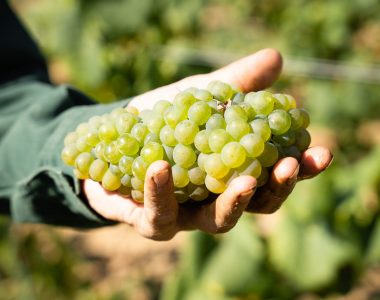 Séjour Vendanges et Patrimoine : l’escapade douce de la rentrée