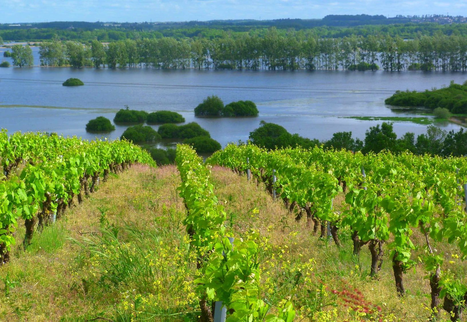 Observation d’oiseaux au Marais de Goulaine : Butte de la Roche