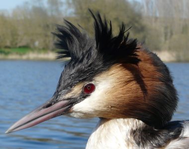Activité slow tourisme : Observation d’oiseaux au Marais de Goulaine