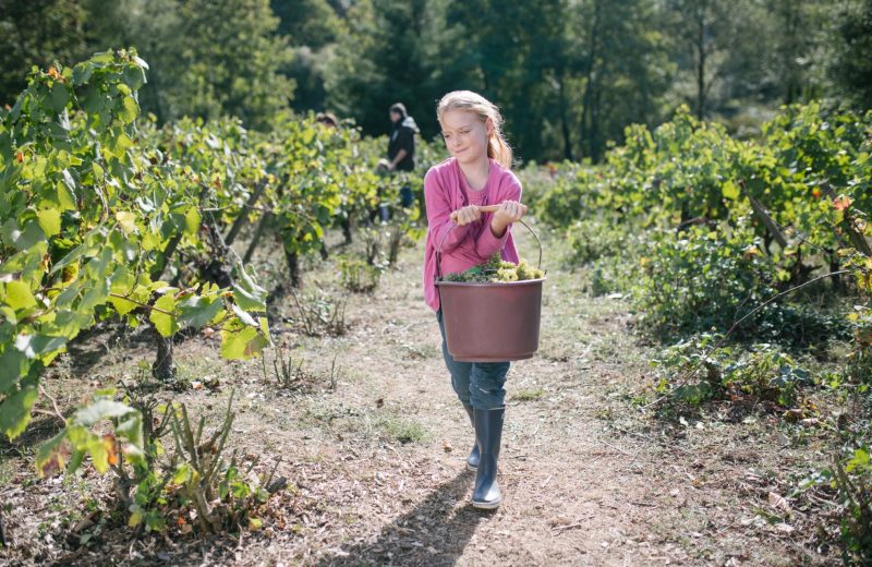 Les vendanges en famille