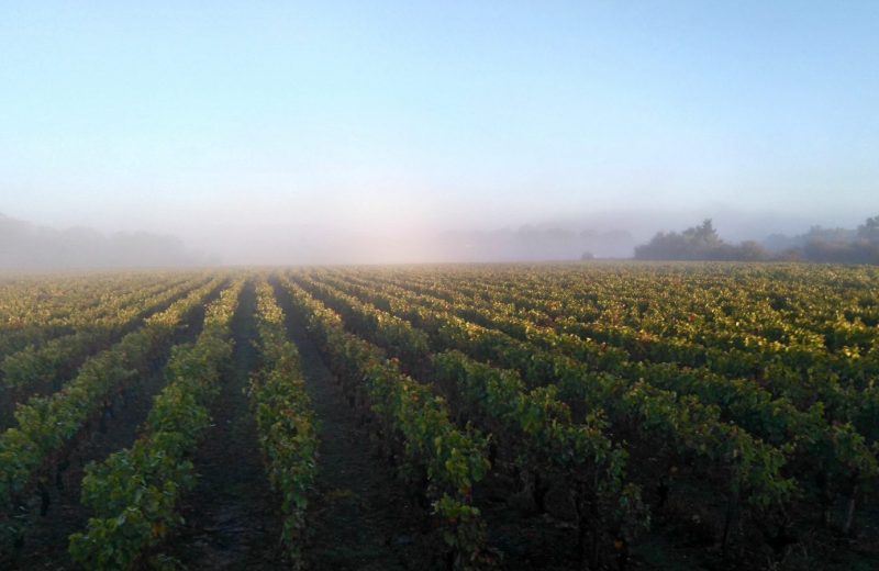 Parcours à énigmes dans les vignes