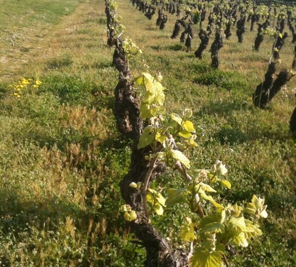 2014-chateaudelagalissonniere-domaineviti-lepallet-44-3-DEG
