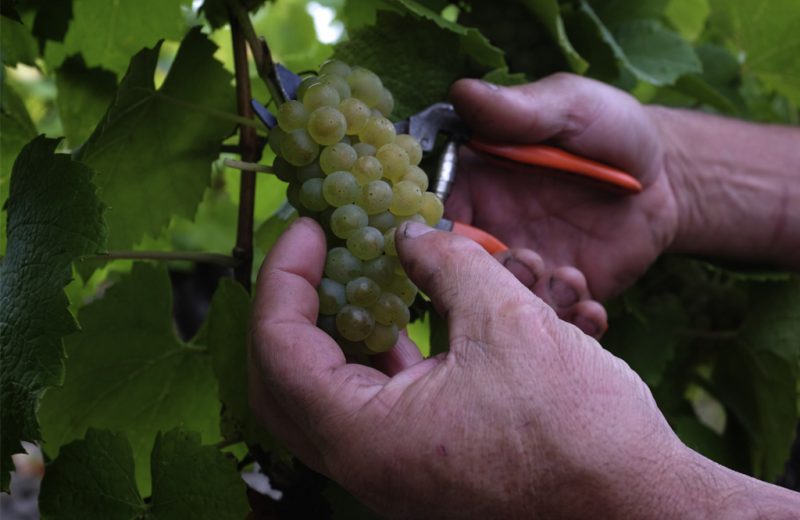 2016-cave-Domaines-Vinet-La-Haye-Fouassière-44-levignobledenantes-tourisme-DEG (1)