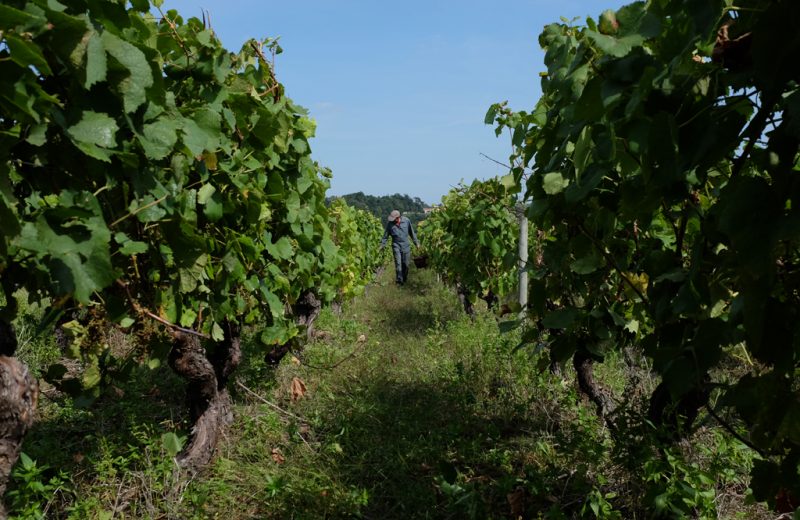 2016-cave-Domaines-Vinet-La-Haye-Fouassière-44-levignobledenantes-tourisme-DEG (3)