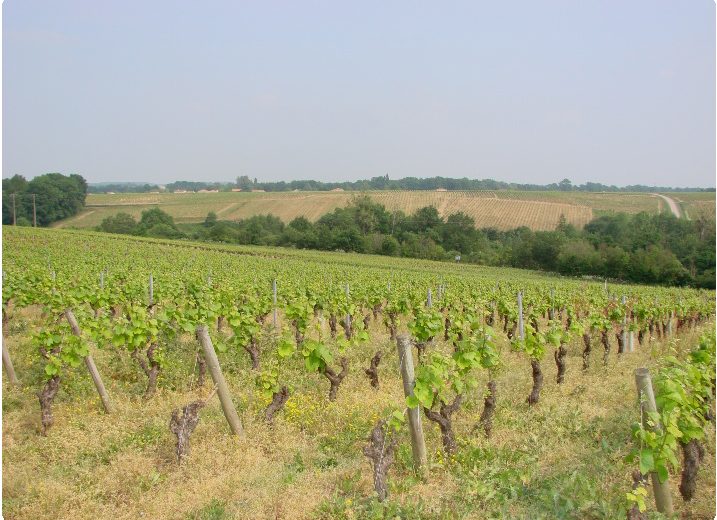 Paysage de vignes