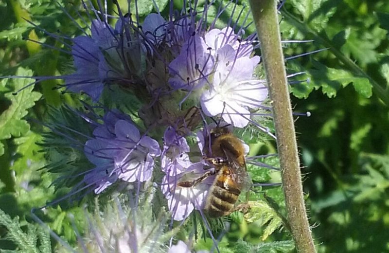 2018-domaine-JLV-phacélie -abeille-levignoblenantes-tourisme