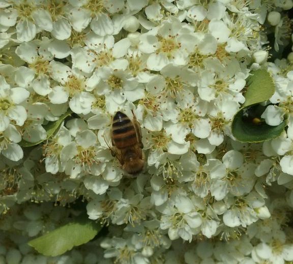 2018-domaine-JLVIAUD-abeille-pyrac-44-levignoblenantes-tourisme