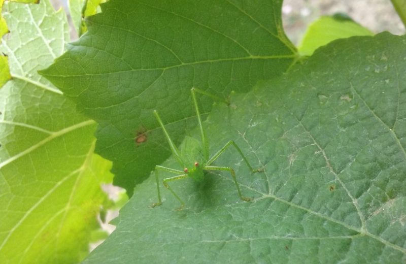 2018-domaineJL-VIAUD-biodiversité-44-levignoblenantes-tourisme