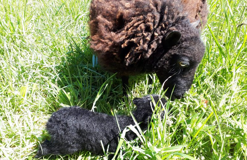 Moutons d’Ouessant dna le pré aux pieds de la K’BANNE