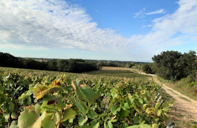 circuit entre moulins et chateaux la haye fouassiere