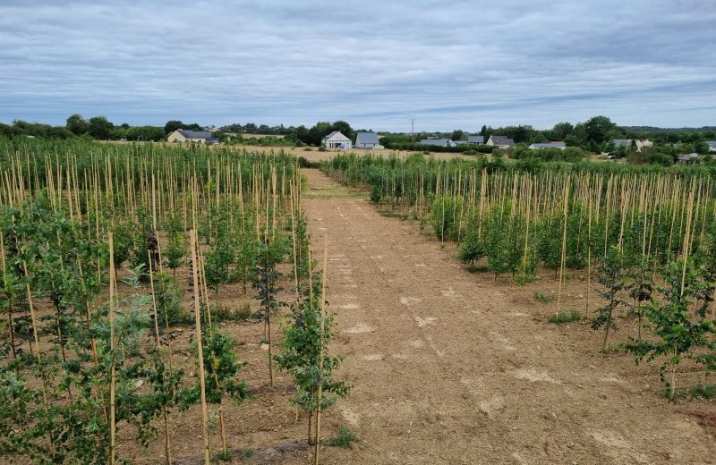 Production pleine terre