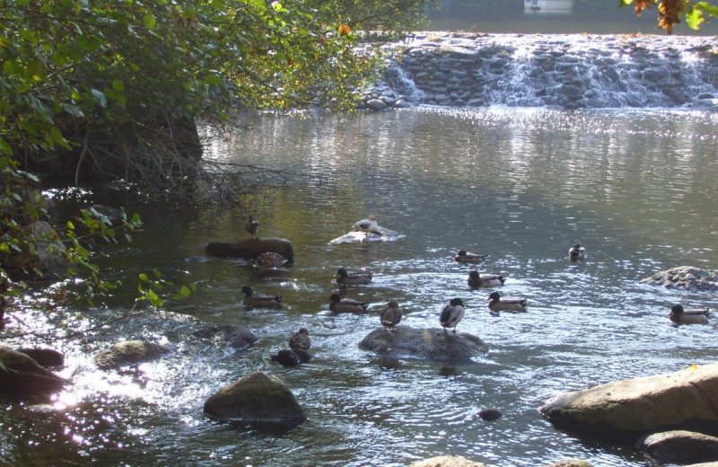 253653 – La Sèvre Nantaise