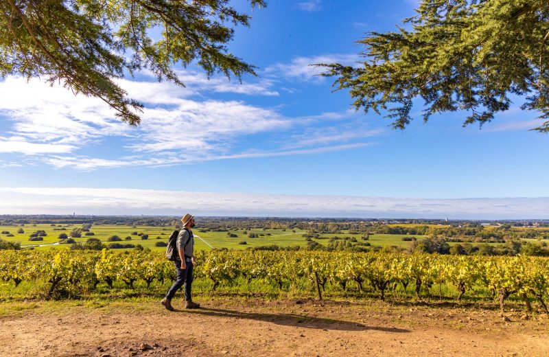Butte de la Roche dans le Vignoble Nantais