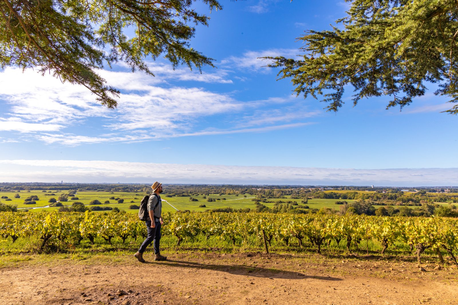Butte de la Roche dans le Vignoble Nantais