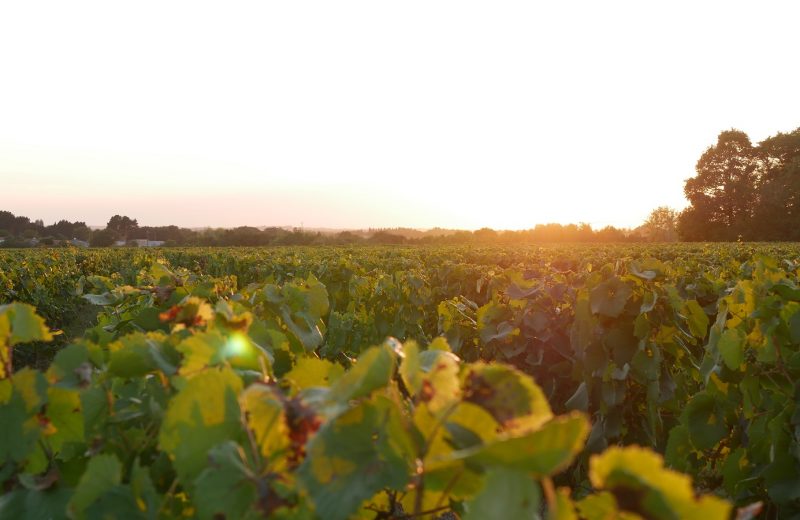 Château_du_Cléray_soirée_dété_2023_levignobledenantes-tourisme