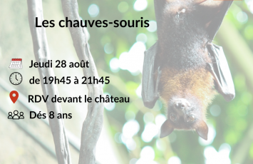 Observation des chauves-souris