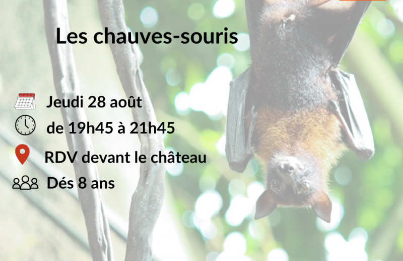 Observation des chauves-souris