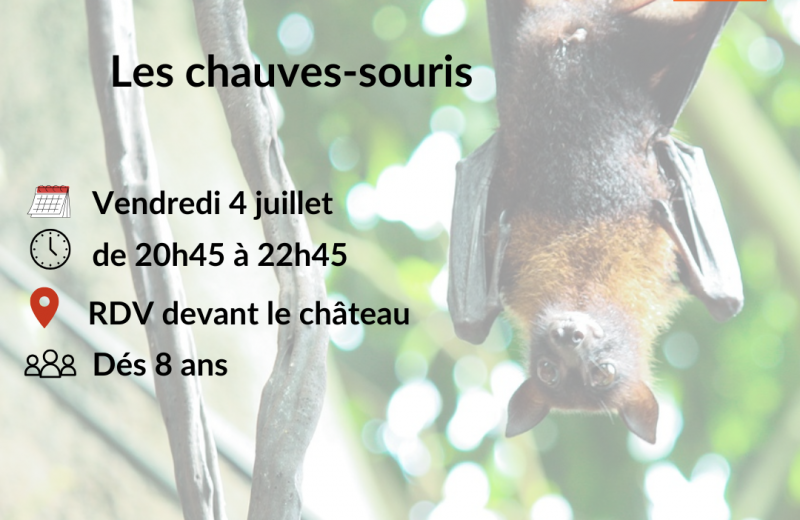 Sortie observation des chauves souris