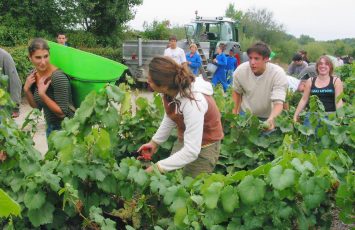 Vendanges Vignoble de Nantes