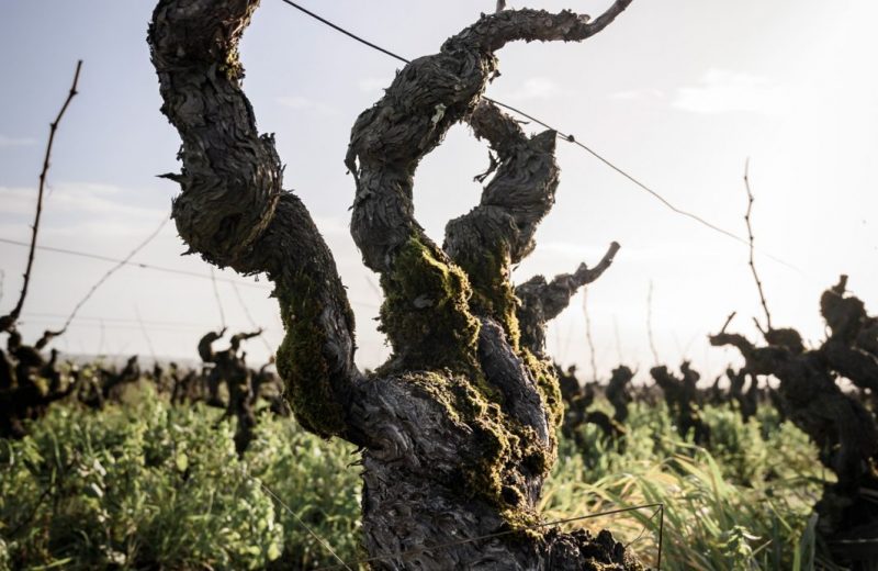 VIGNES DOMAINE BONNET HUTEAU BY PAUL STEFANNAGGI