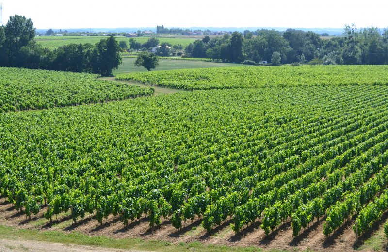 Vignoble