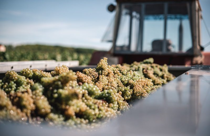 Vendanges