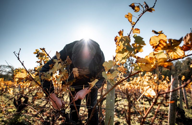 La taille des vignes