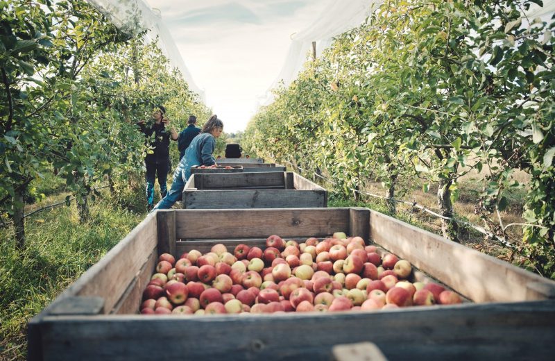 Récolte des pommes Côteaux Nantais