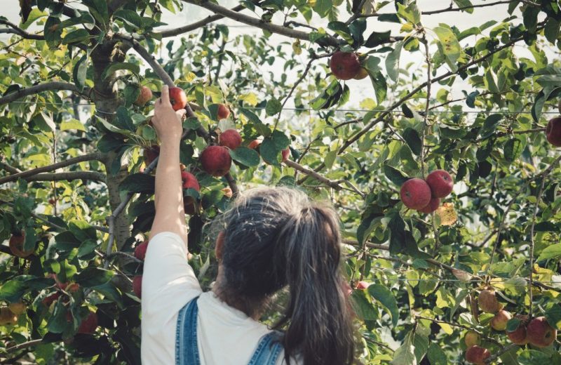 Cueillette des pommes Côteaux nantais