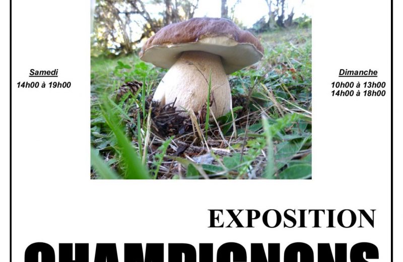 Exposition Champignons