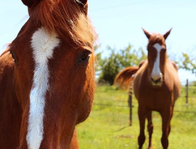 cheval-vignes-en-selle-st-crespin-sur-moine-sevremoine-nantes-cholet-clisson-2