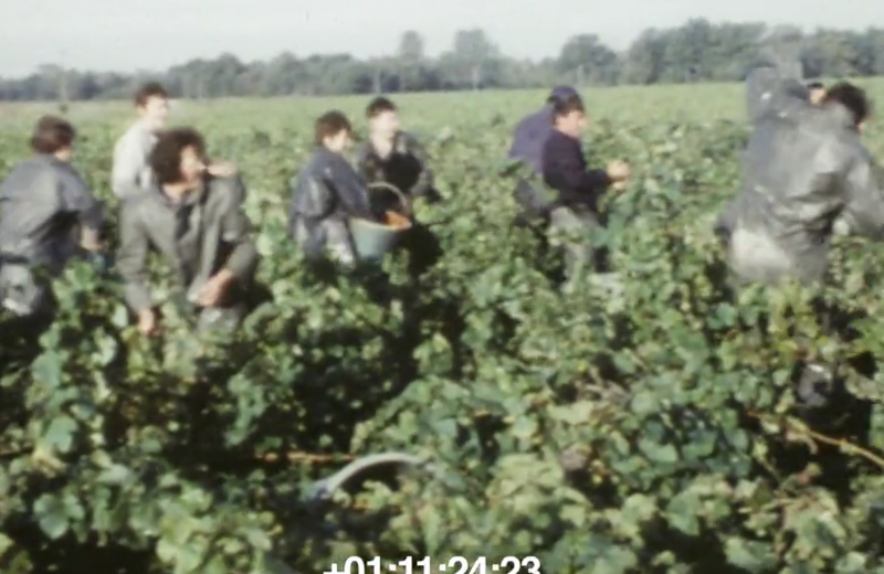Images d’archives du Vignoble Nantais