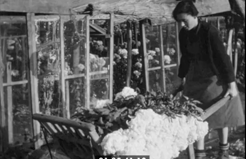 Images d’archives du Vignoble Nantais