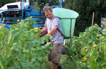 Initiation aux vendanges au domaine des Quatre Routes