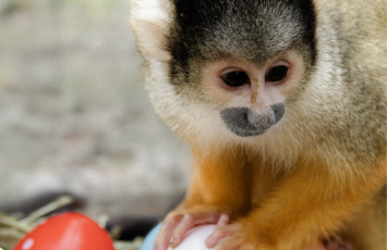 Jeu_de_paques_zoo
