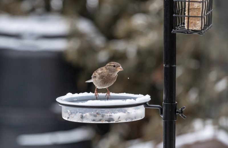 NourrisagedesOiseaux_Clisson_2024_levignobledenantes-tourisme.com