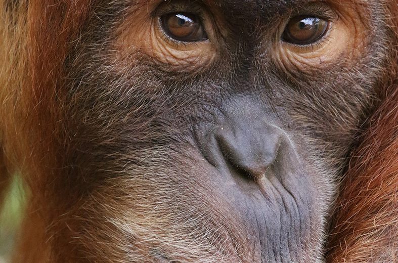 2018GT-Zoo-boissiere-dore-44-levignoblenantes-tourisme